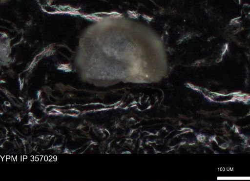 undet. Foraminiferida