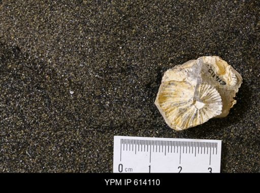 undet. Scaphitidae