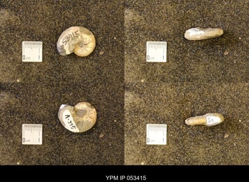 Discoscaphites conradi