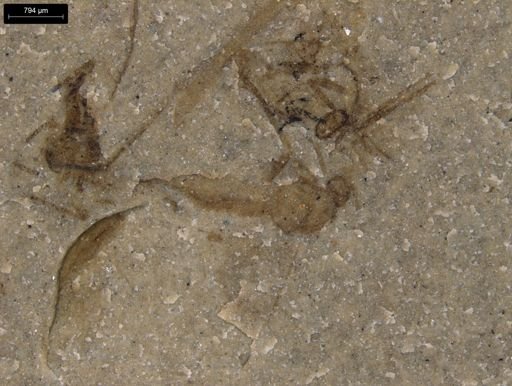 undet. Diptera