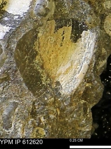 Limopsis striatopunctatus