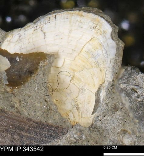 undet. Bivalvia