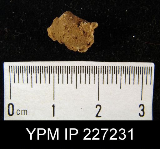 Dalmanella elegantula