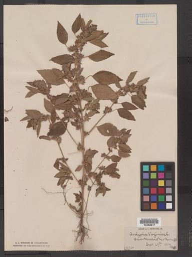 Acalypha virginica