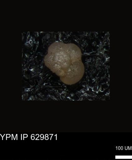 undet. Foraminiferida