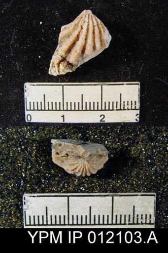 Hustedia meekana