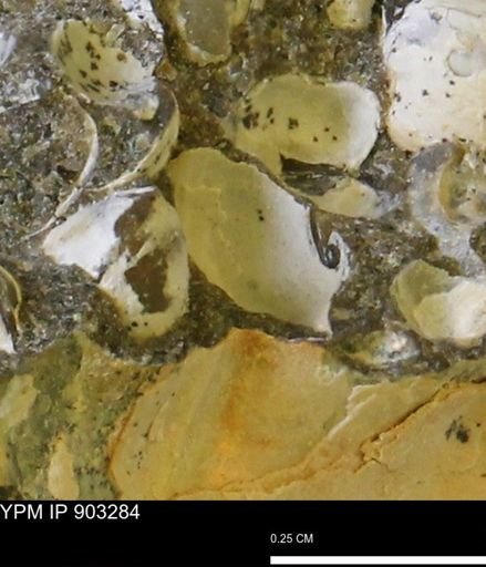 undet. Mollusca