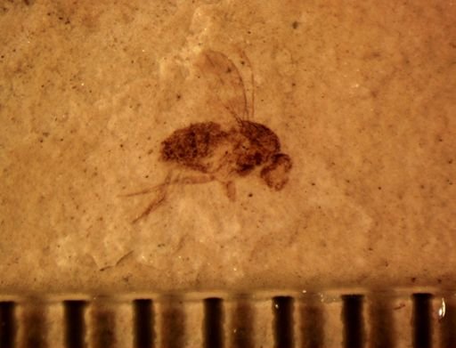 Drosophilidae?