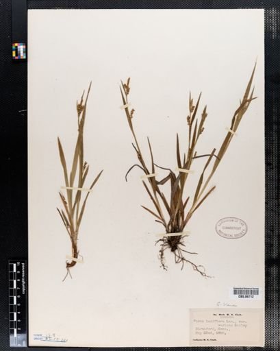 Carex laxiflora