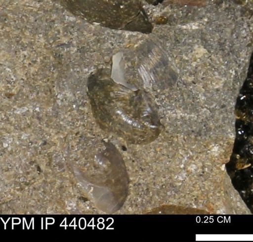 Protocardia subquadrata