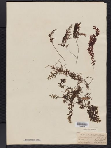 Hymenophyllum