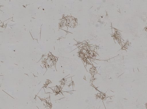 Clionidae