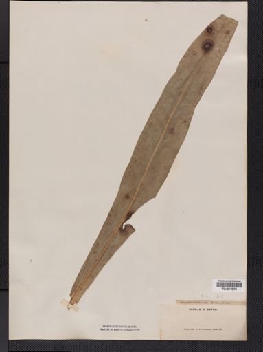 Polypodium
