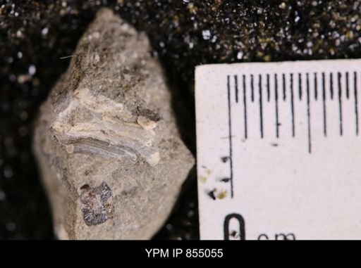 undet. Bivalvia