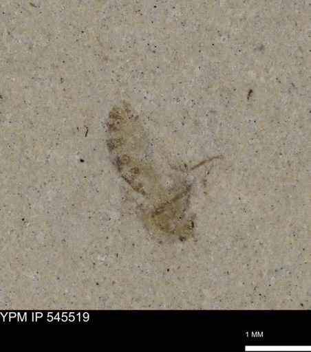 undet. Insecta