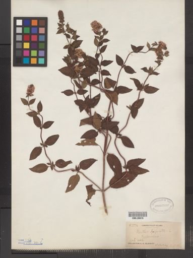 Plantae