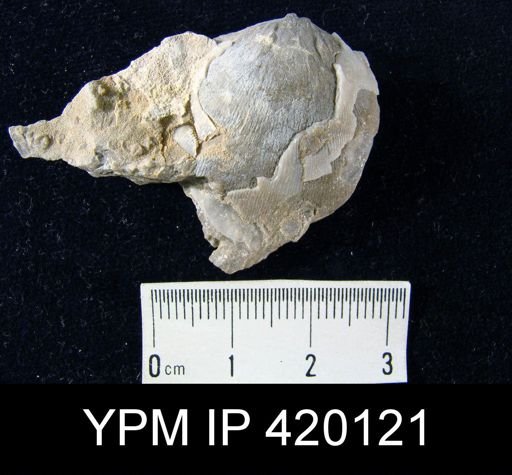 undet. Linoproductidae