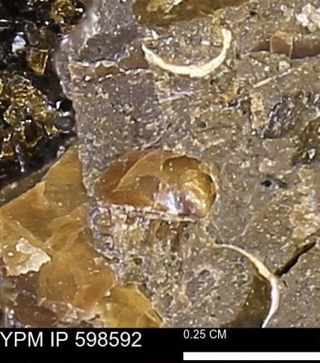 Inoceramus sp.