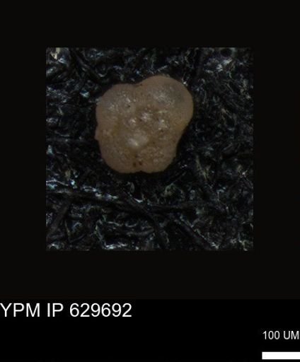 undet. Foraminiferida