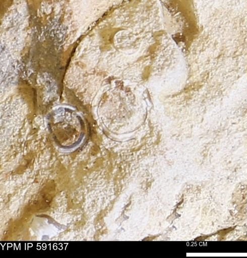 Serpulidae
