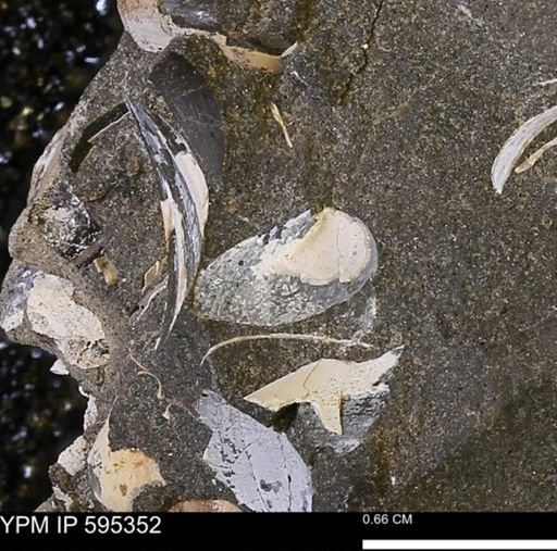 Protocardia sp.