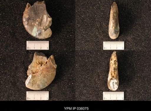 Hoploscaphites nicolletii