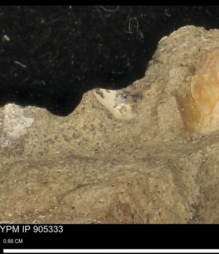 undet. Mollusca