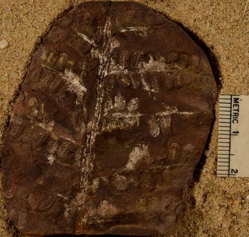 Pecopteris