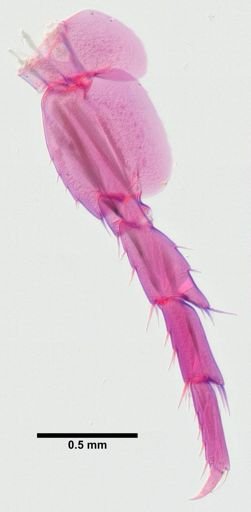 Hyalella