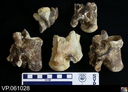 undet. Mosasauridae