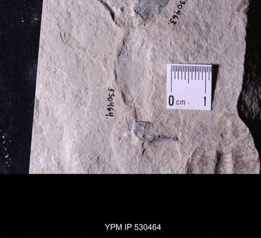 Castericystis vali