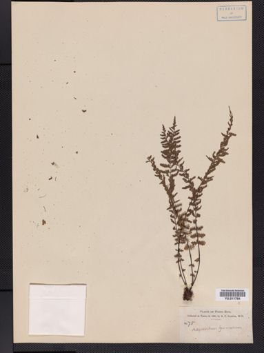 Asplenium