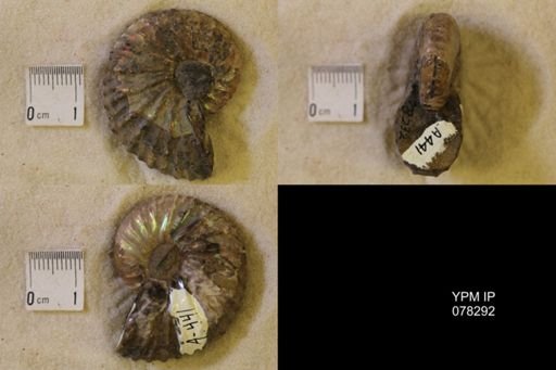 Jeletzkytes nebrascensis