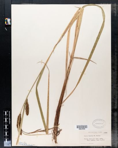 Carex riparia
