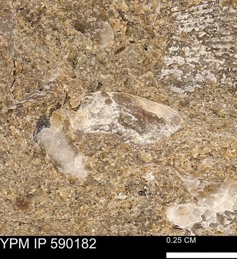 Ostrea translucida
