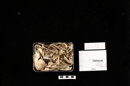 Gadidae