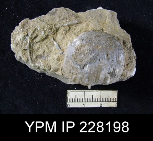 Dictyoclostus portlockianus