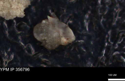 undet. Foraminiferida