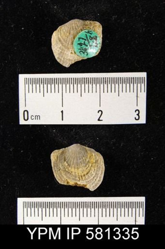 Atrypa sp.