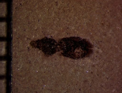 undet. Coleoptera
