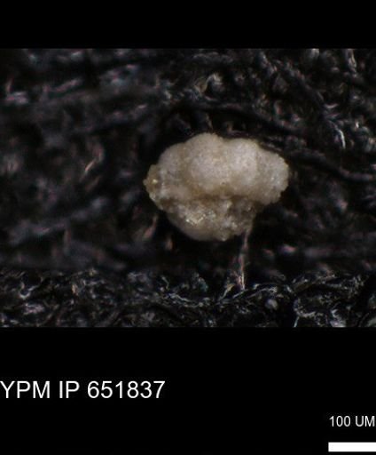 undet. Foraminiferida