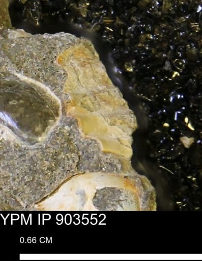 undet. Ammonoidea