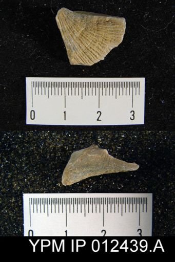 Spirifer costella