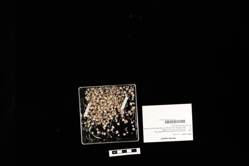 Nerodia sipedon