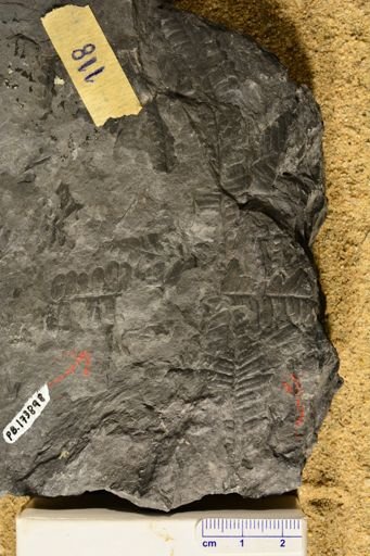Pecopteris sp.