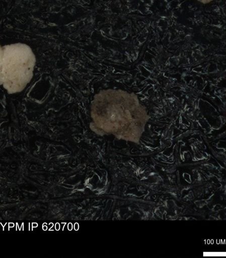 undet. Foraminiferida
