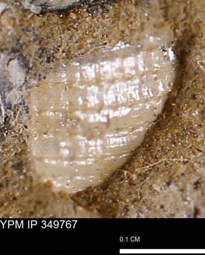 undet. Mollusca