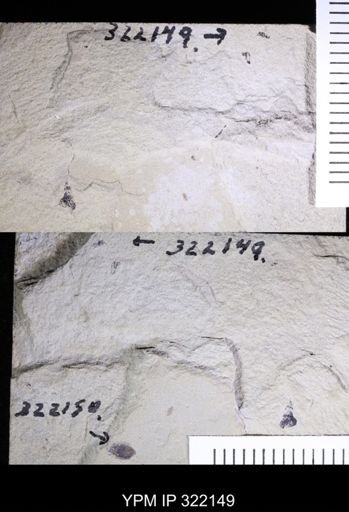 undet. Hymenoptera