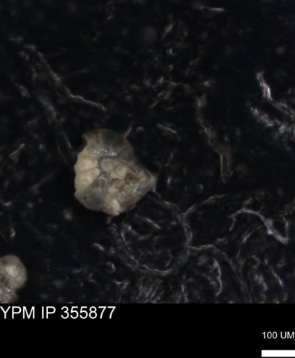 undet. Foraminiferida