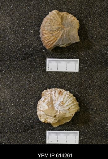 undet. Scaphitidae